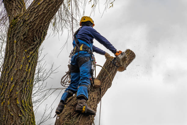 Best Emergency Tree Removal  in Biola, CA